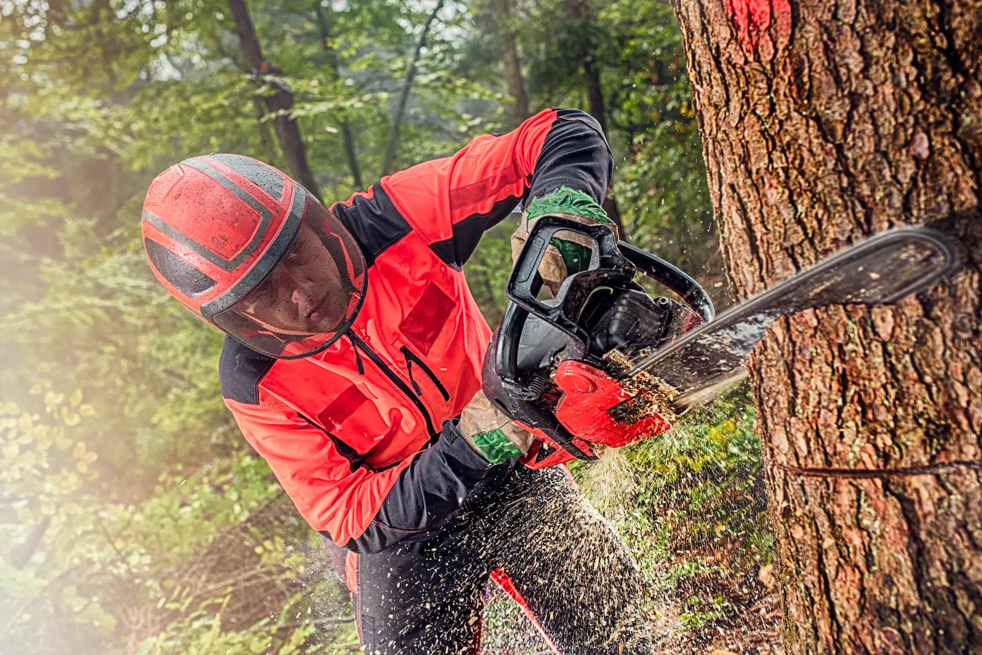 Large branch removal from mature oak tree near Hendersonville NC