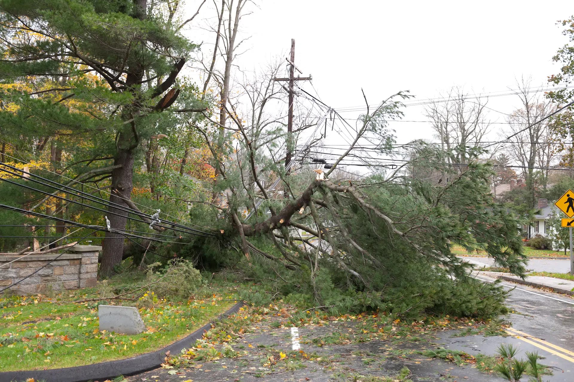Storm damage cleanup — fallen oak cleared from a residential yard