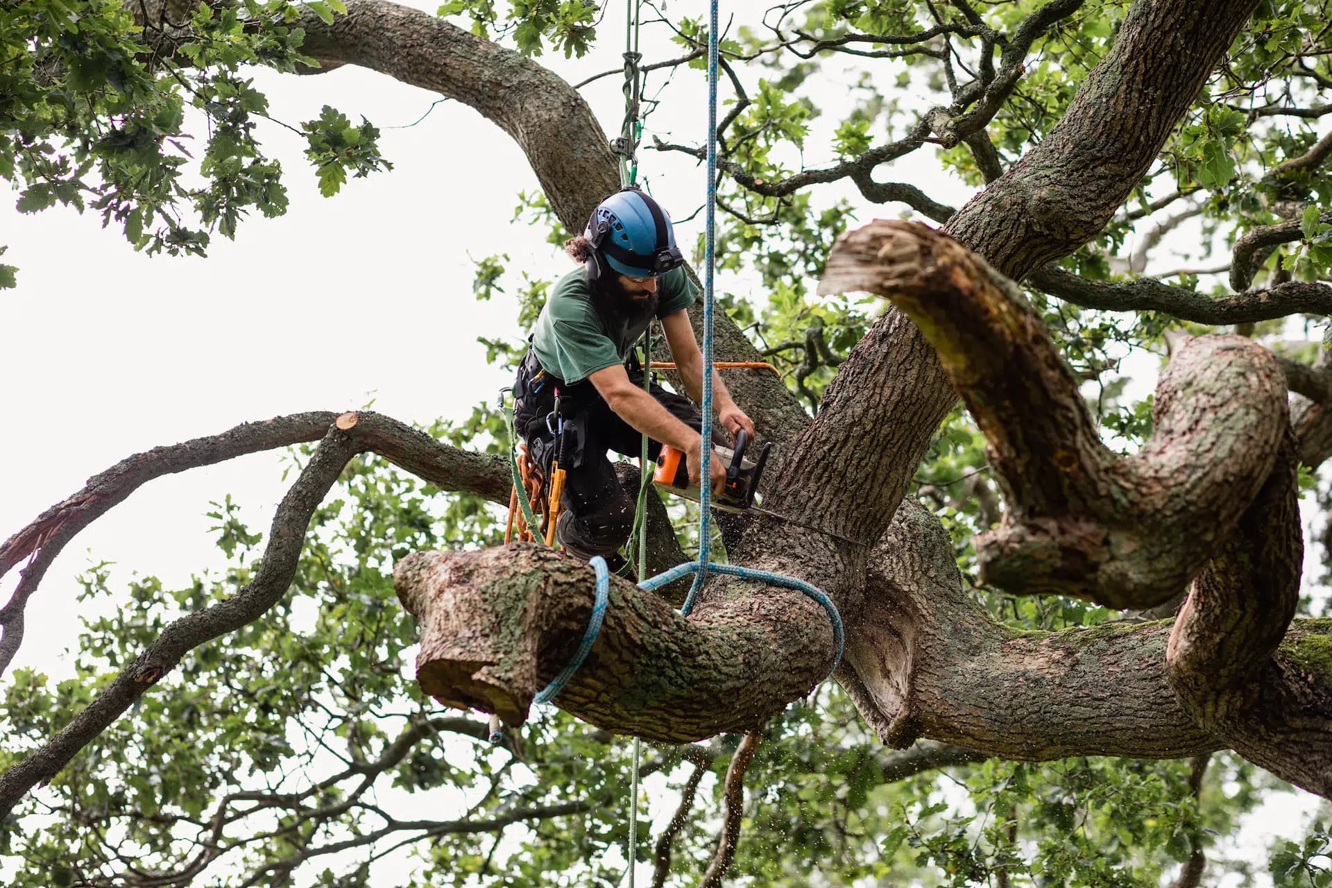 Tree removal crew working on a residential property in Buncombe County NC