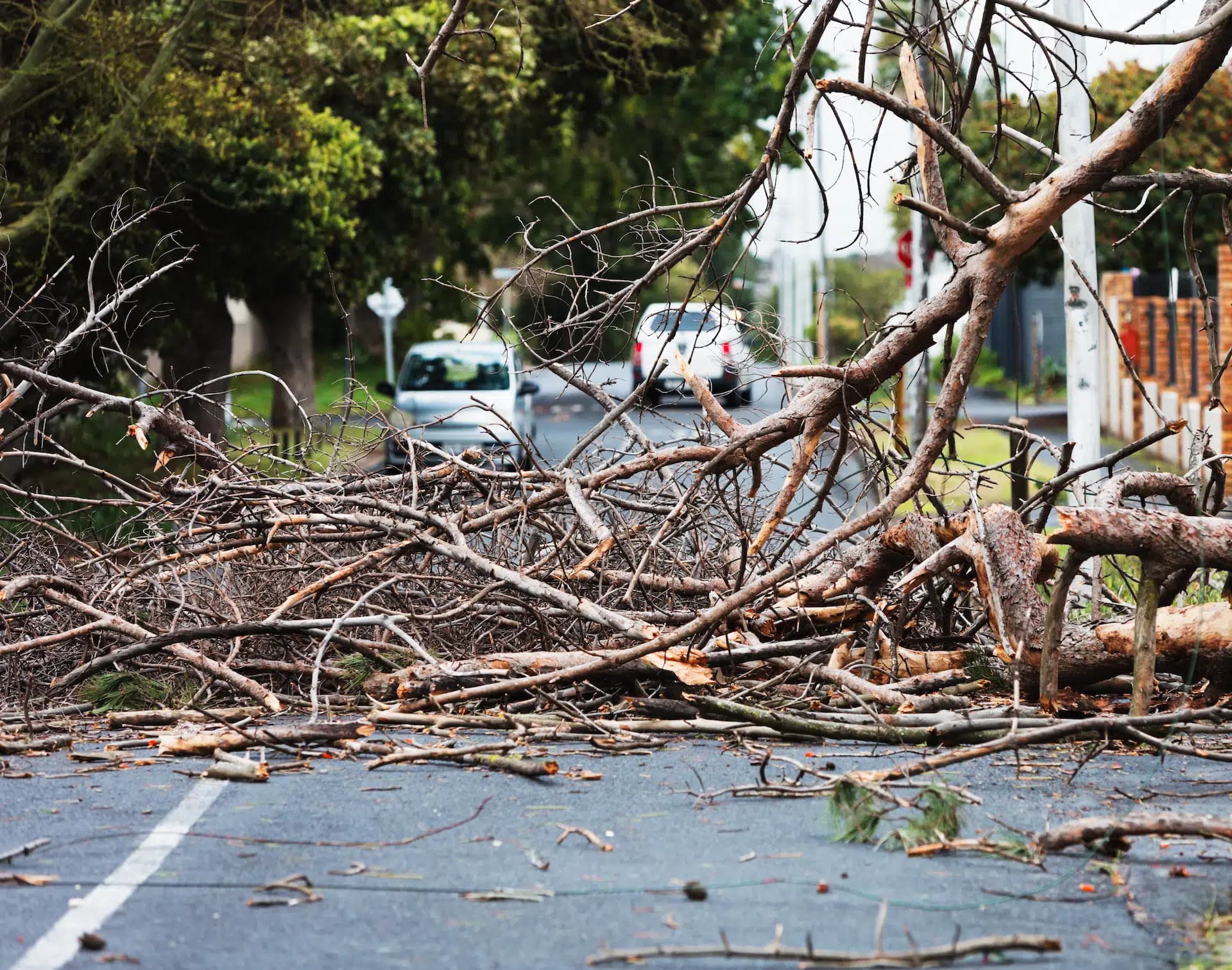 Emergency tree service — storm-downed pine removed from driveway